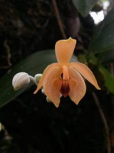 Callostylis pulchella