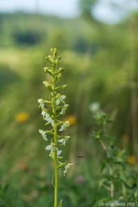 Platanthera chlorantha