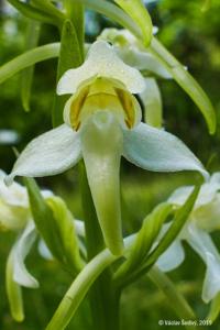Platanthera chlorantha