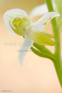 Platanthera chlorantha