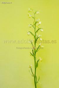 Platanthera chlorantha