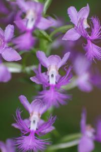 Platanthera grandiflora