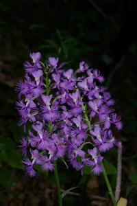 Platanthera grandiflora