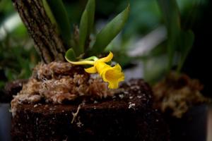 Plectrophora calcarhamata