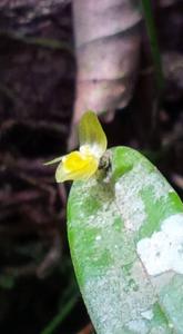 Pleurothallis discoidea