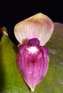 Pleurothallis imperialis
