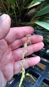 Pleurothallis loranthophylla