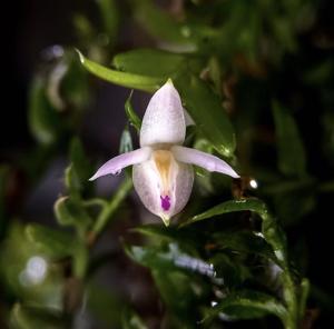 Podochilus gracilis