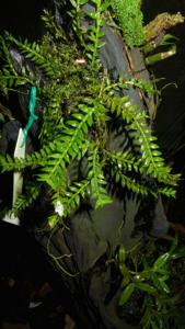 Podochilus schistantherus