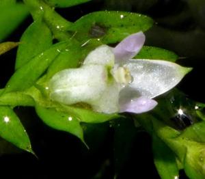 Podochilus schistantherus