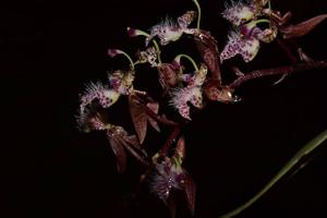 Polycycnis muscifera