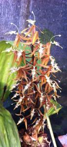 Polycycnis muscifera