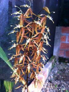 Polycycnis muscifera