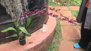 Polystachya concreta