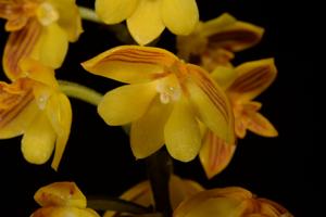 Polystachya pubescens