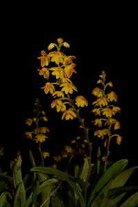 Polystachya pubescens