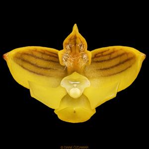 Polystachya pubescens