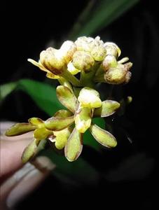 Pomatocalpa diffusum