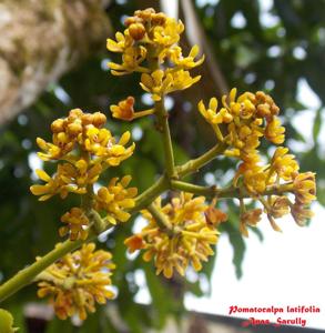 Pomatocalpa diffusum
