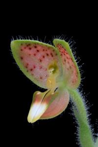 Ponthieva tunguraguae