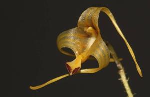 Porroglossum muscosum