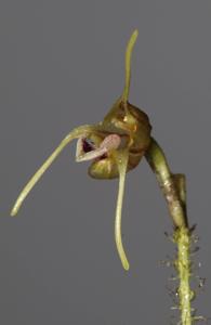 Porroglossum tokachii