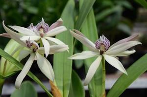 Prosthechea baculus