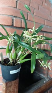 Prosthechea calamaria