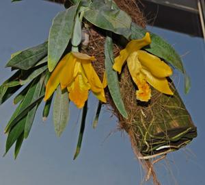 Prosthechea citrina
