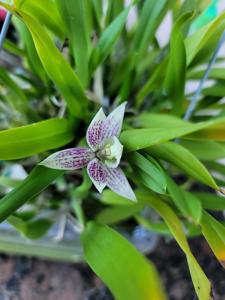 Prosthechea garciana