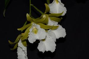 Prosthechea mariae