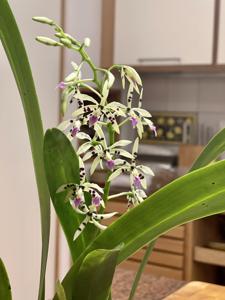 Prosthechea prismatocarpa
