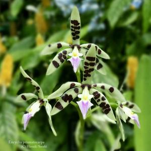 Prosthechea prismatocarpa