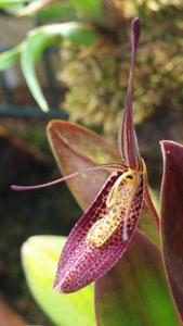 Restrepia contorta