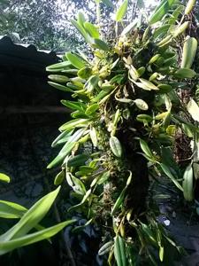 Dendrobium convexum