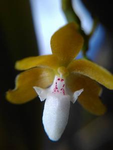 Pennilabium aurantiacum