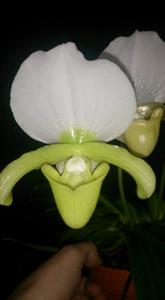 Paphiopedilum charlesworthii
