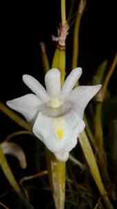 Dendrobium pachyphyllum