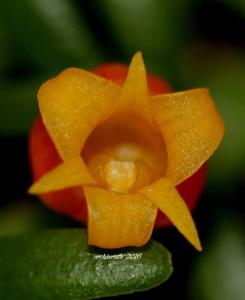 Mediocalcar decoratum