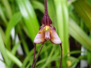 Dracula cochliops
