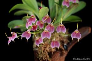 Masdevallia floribunda