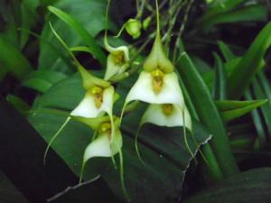 Dracula deltoidea