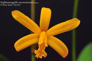 Cattleya vasconcelosiana