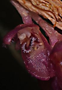 Pendusalpinx vasquezii