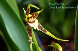 Brassia ocanensis