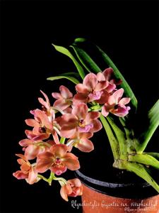 Rhynchostylis gigantea