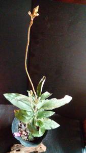 Erythrodes blumei