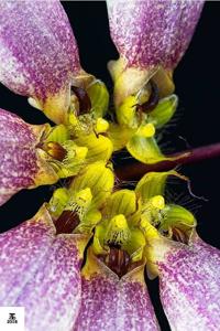 Bulbophyllum lepidum