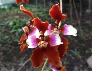 Cyrtochilum pastasae
