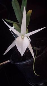Angraecum rutenbergianum